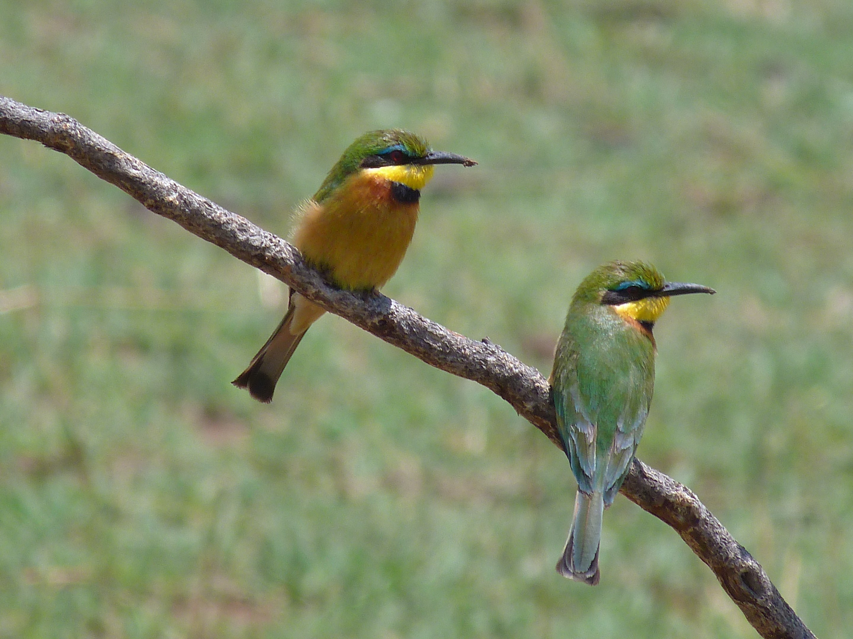 Image: Little Bee-eaters (Merops pusillus) are a common sight in Tanzanian National Parks